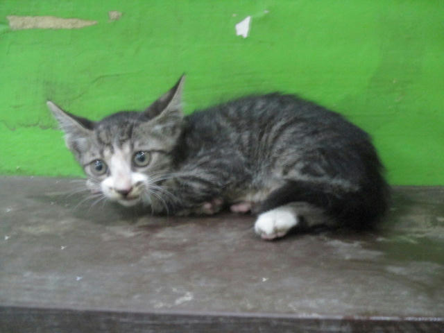 LAAAG1120525C1