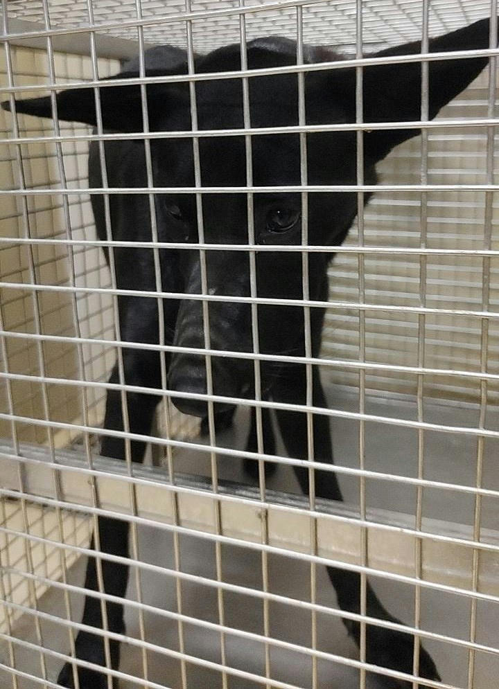 TAAAG1141117002 照片 1