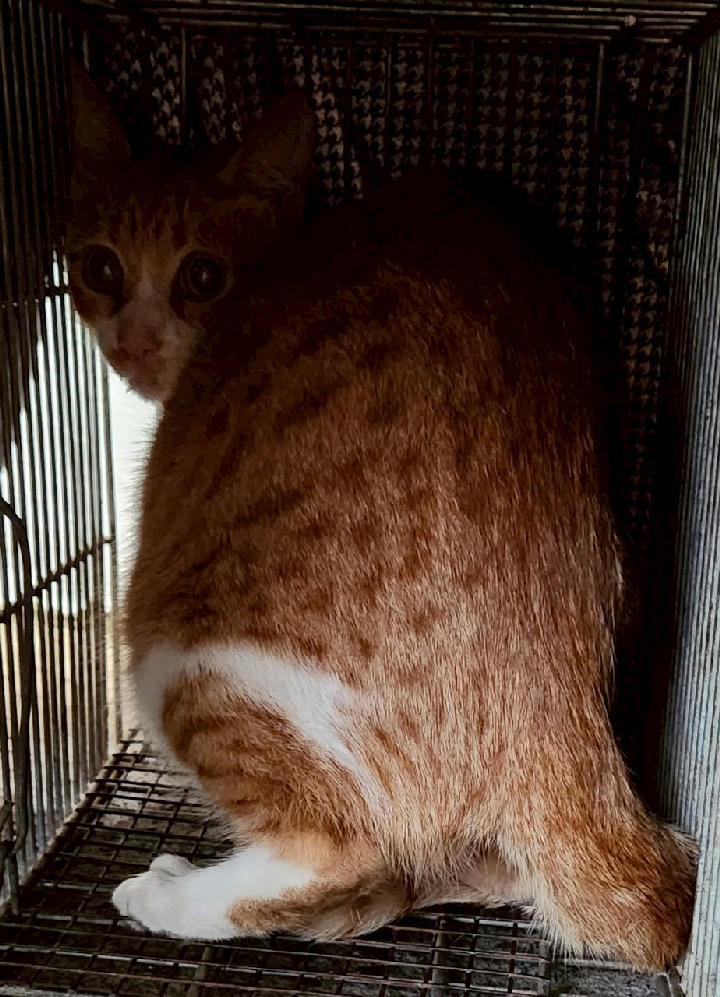 AAAJG1141212002 照片 1