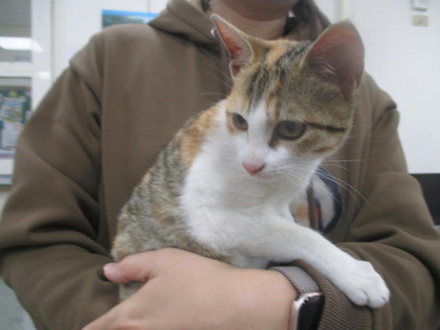 CAAAG1150121002 照片 1