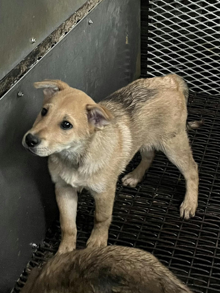 GAAAG1150126008 照片 1