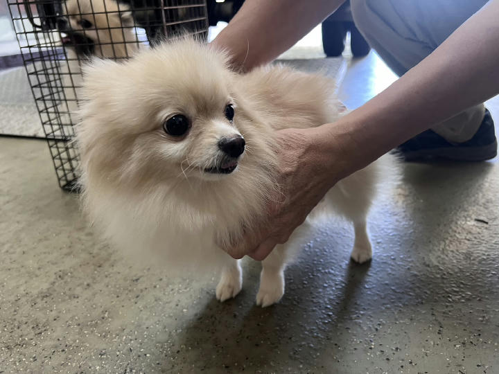 CAAAG1150205001 照片 1