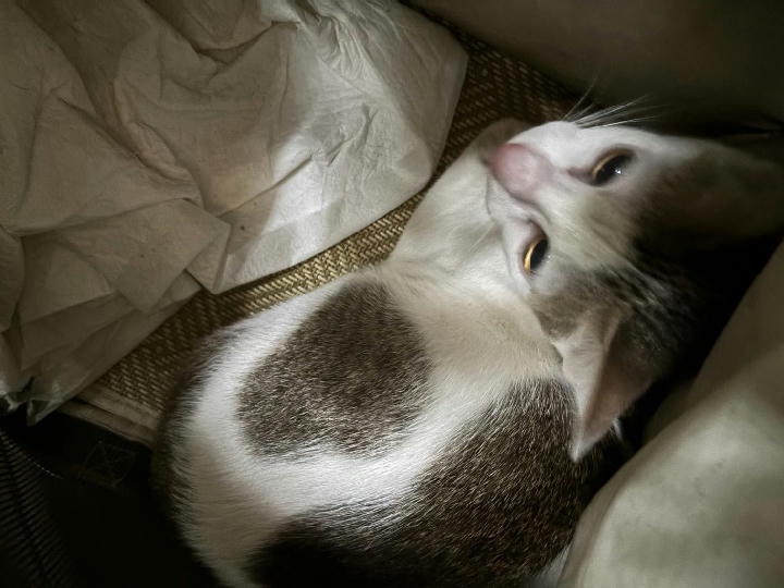 AAAHG1150309009 照片 1
