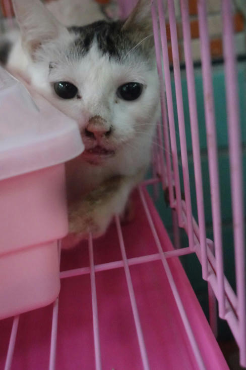 1150540 照片 1