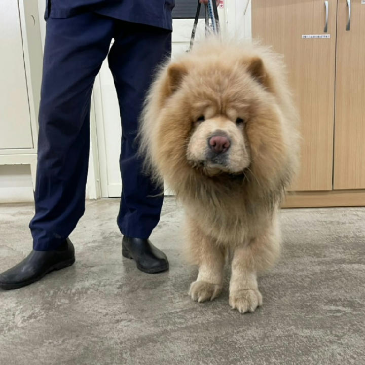 VAAAG115032404 照片 1