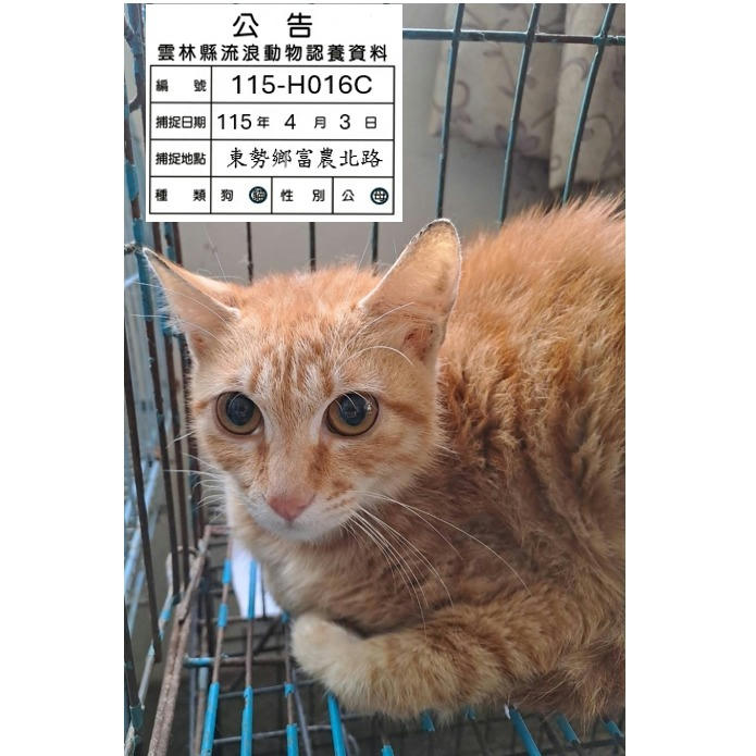 115-H016C 照片 1