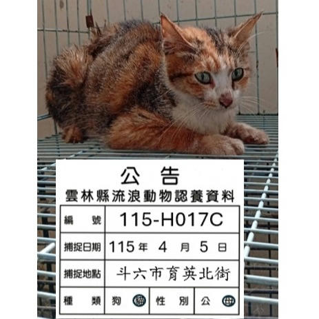 115-H017C 照片 1