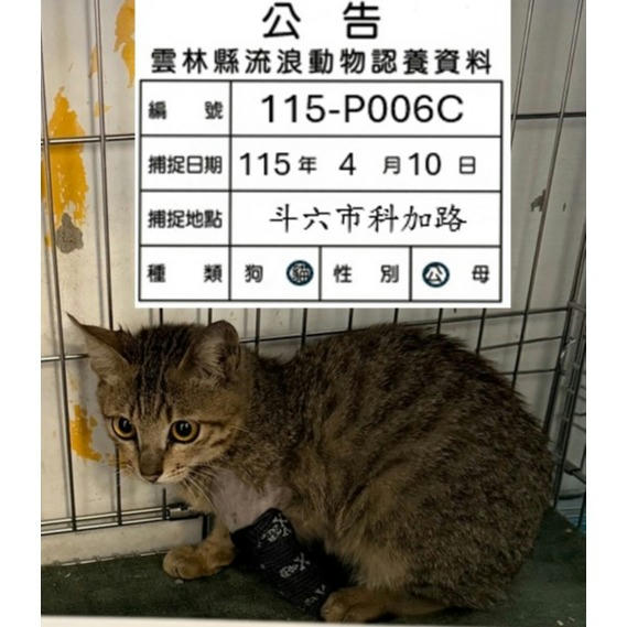 115-P006C 照片 1