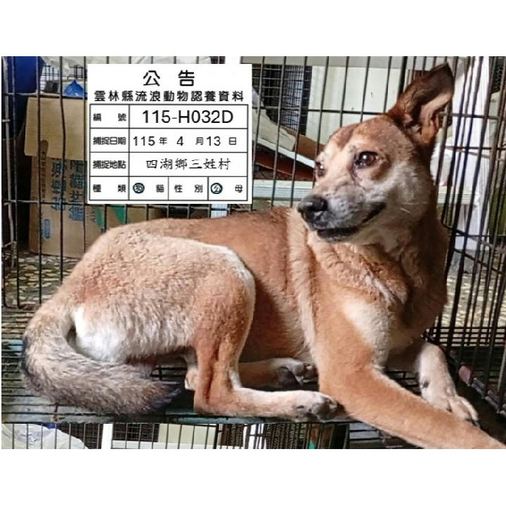 115-H032D 照片 1