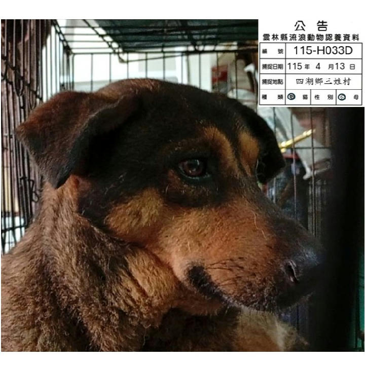 115-H033D 照片 1