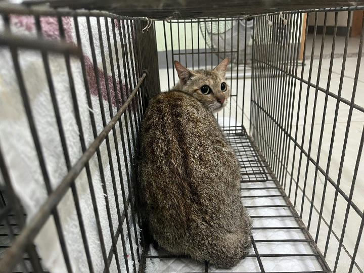 1150424C01 照片 1