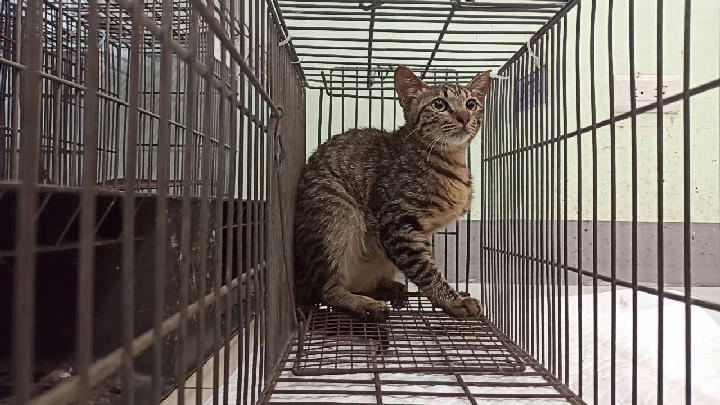 1150427C01 照片 1