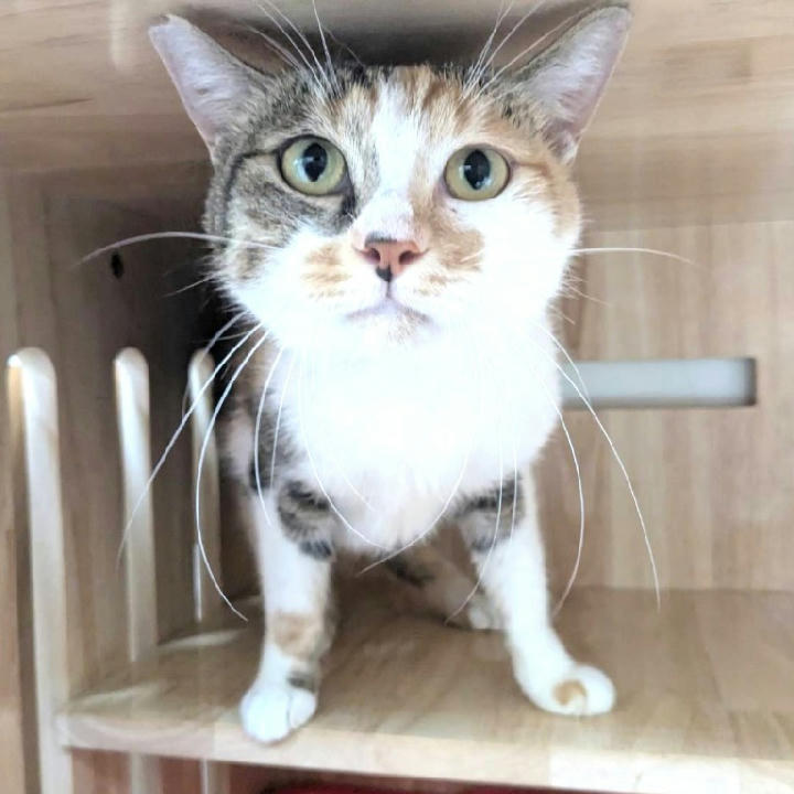 DAAAG1150506003 照片 1