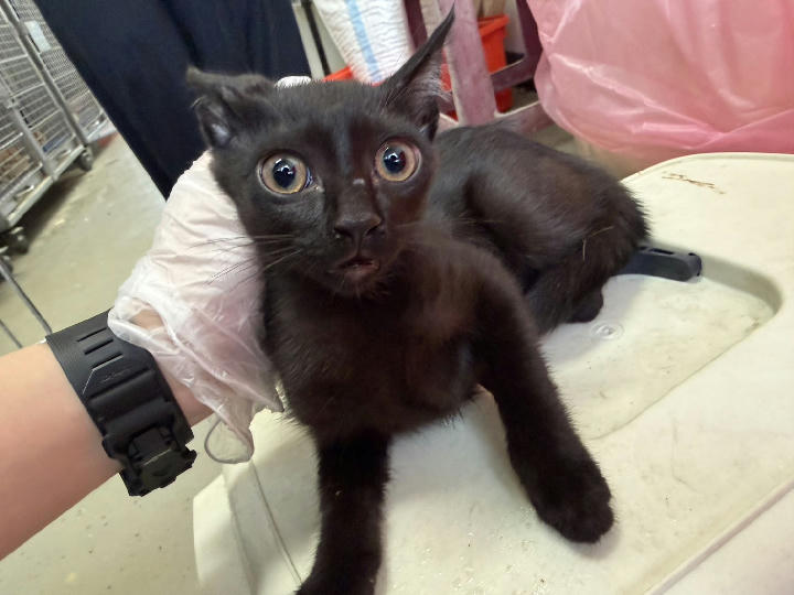 CAAAG1150609001 照片 1