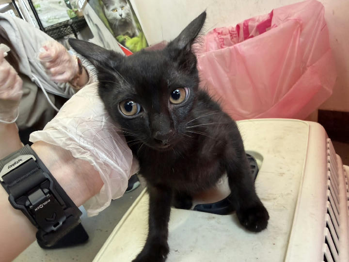 CAAAG1150609004 照片 1