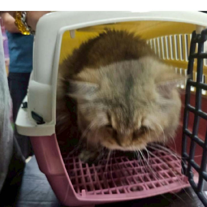 FAAAG11506010050 照片 1