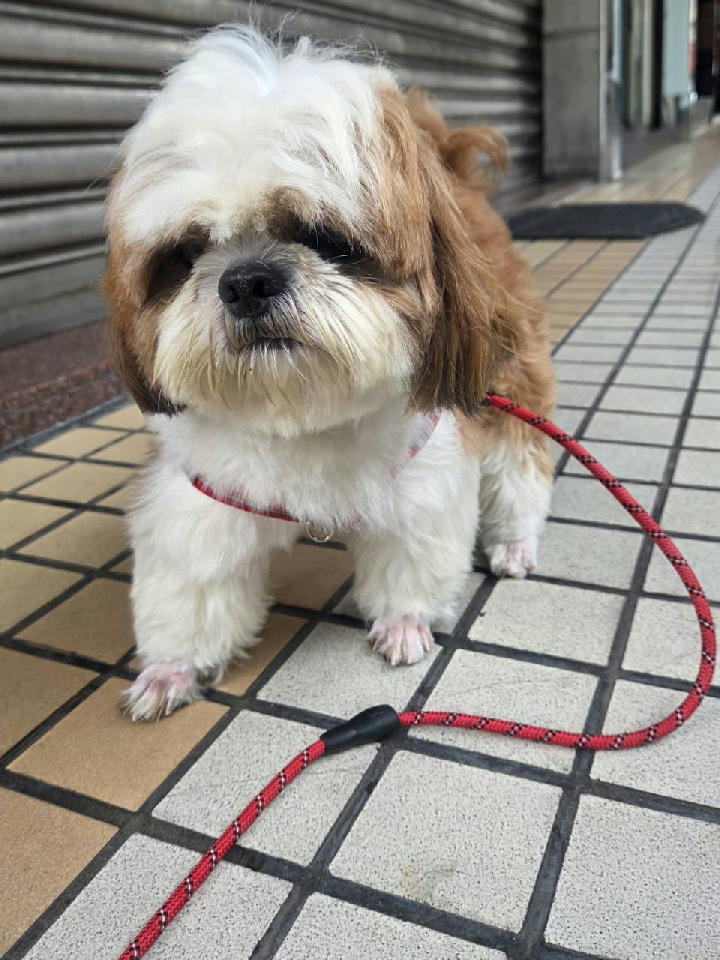 LAAAG1150617W8 照片 1