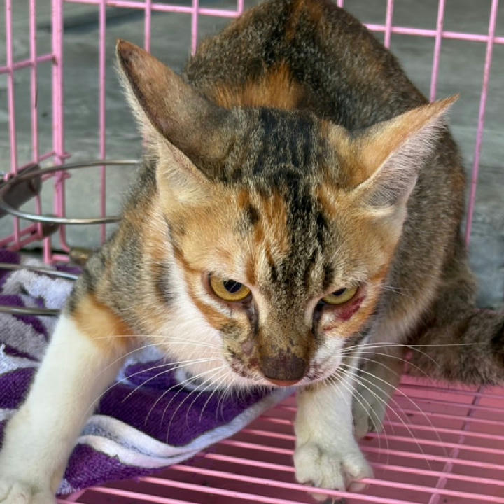 NAAAG1150623001 照片 1