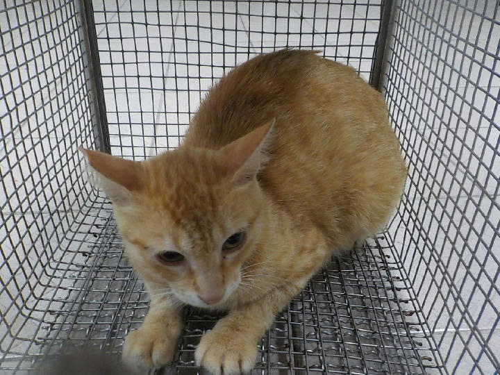 HAAAG1150702C3 照片 1