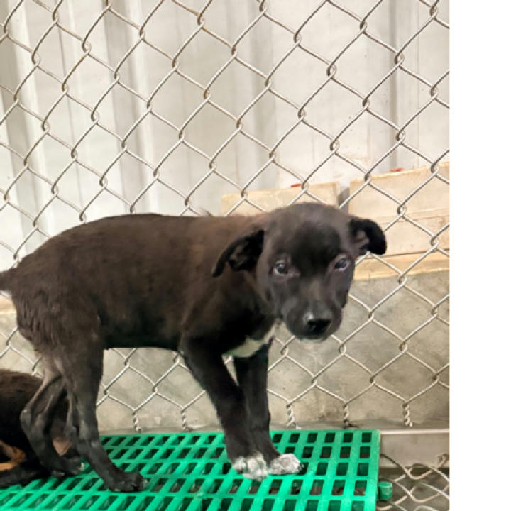 NAAAG1150711002 照片 1