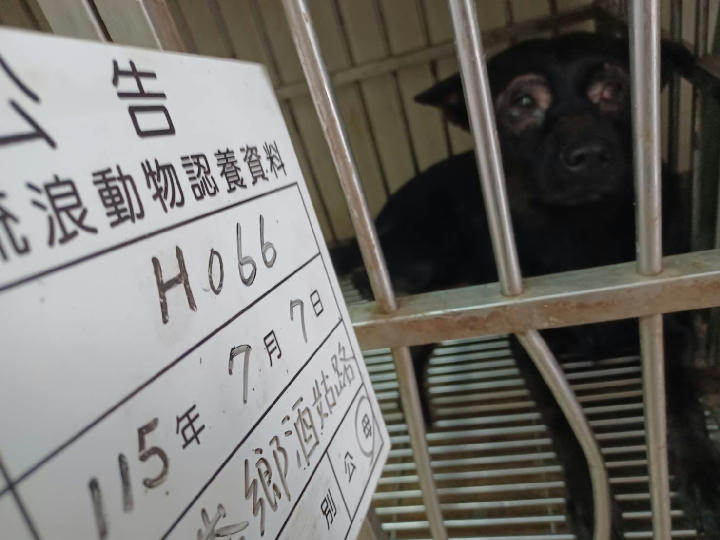 115-H066D 照片 1