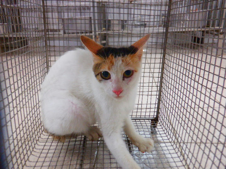 HAAAG1150720C1 照片 1