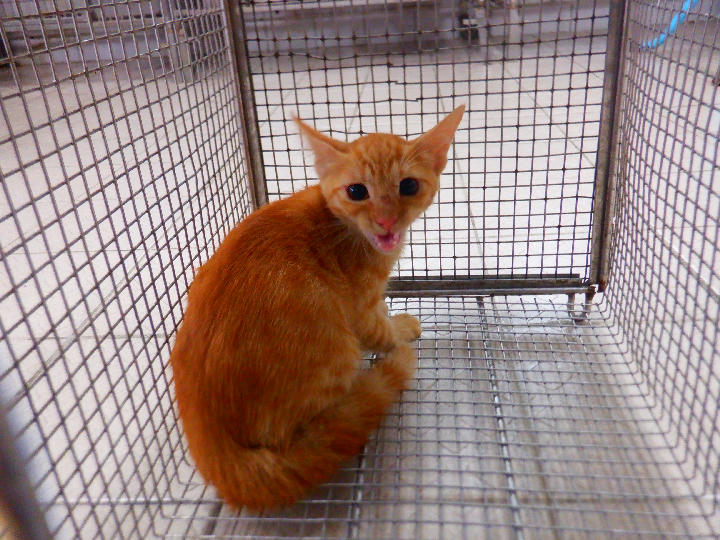 HAAAG1150724C1 照片 1