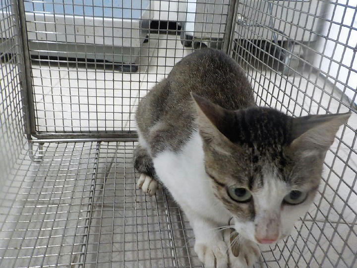 HAAAG1150724C2 照片 1