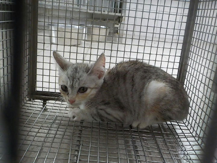 HAAAG1150724C11 照片 1