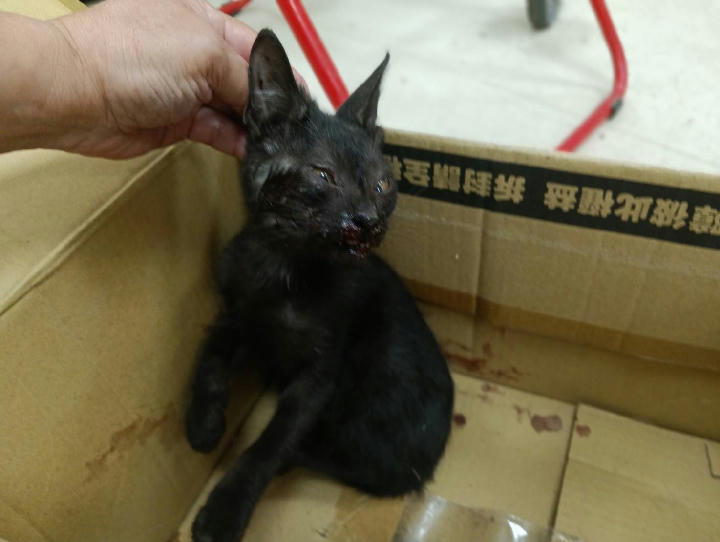 RAAAG1150727001 照片 1