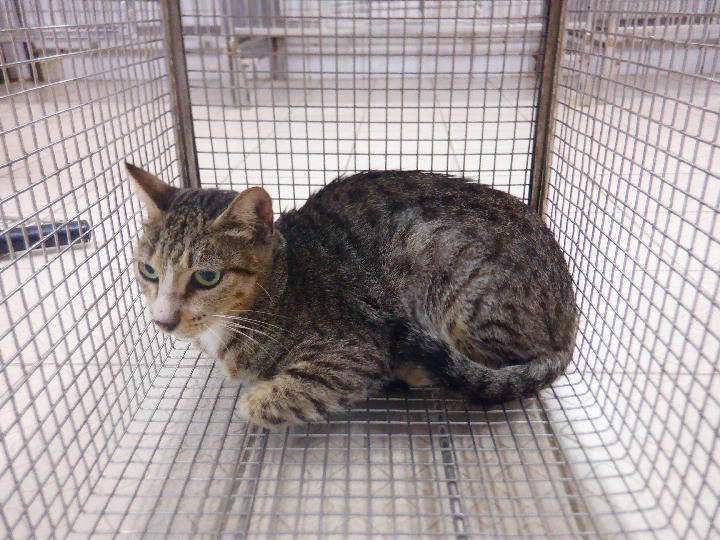 HAAAG1150729C3 照片 1