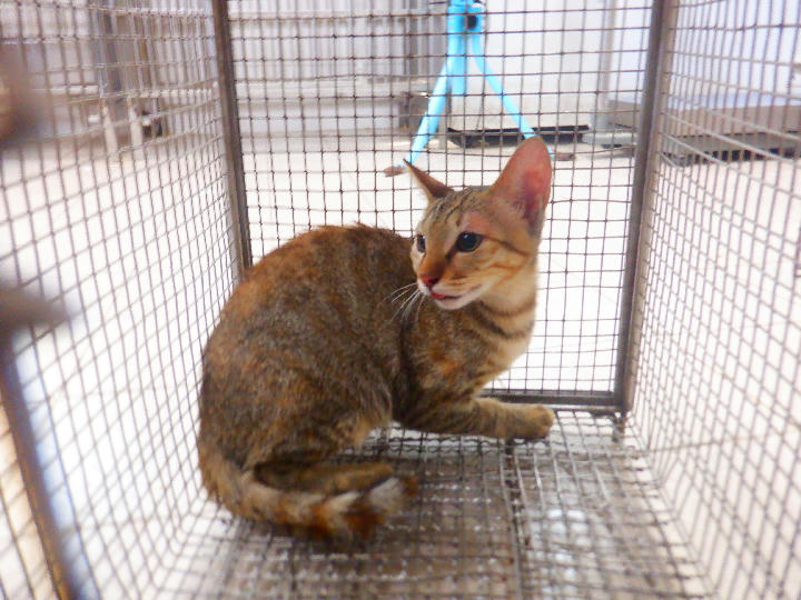 HAAAG1150805C3 照片 1