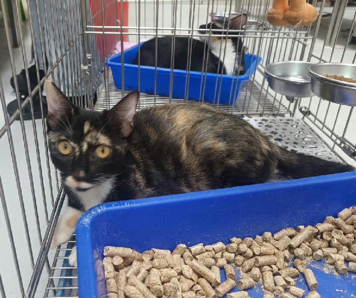 AAADG2026080803 照片 1