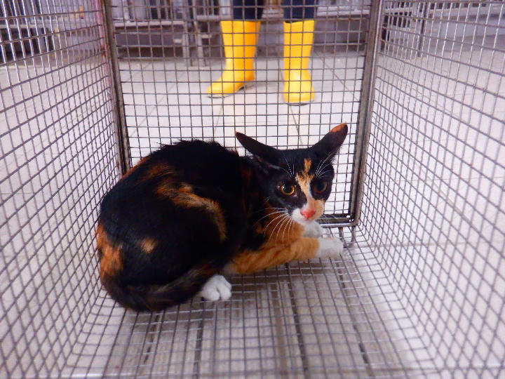 HAAAG1150810C7 照片 1