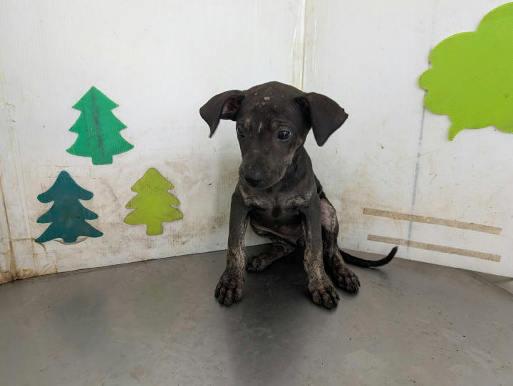 LAABG115042007 照片 1