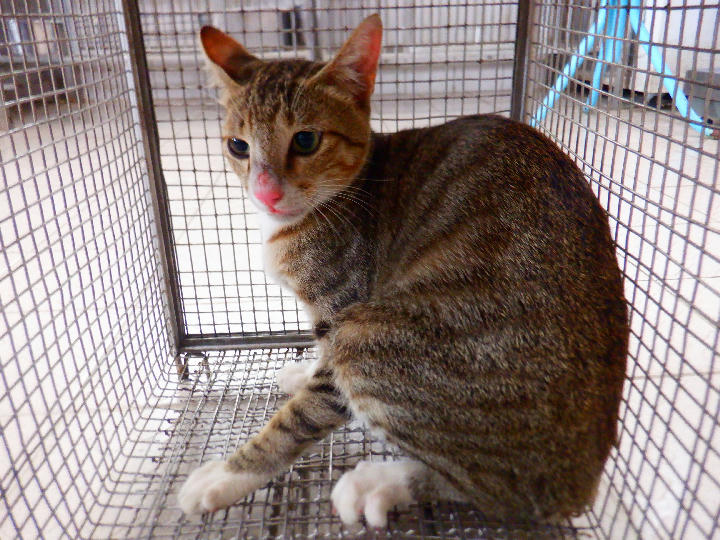 HAAAG1150819C2 照片 1