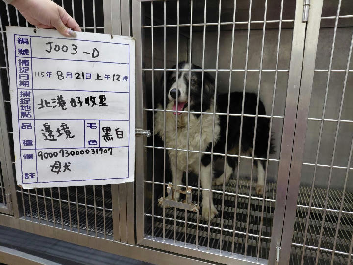115-J003D 照片 1