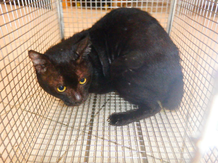 HAAAG1150827C1 照片 1