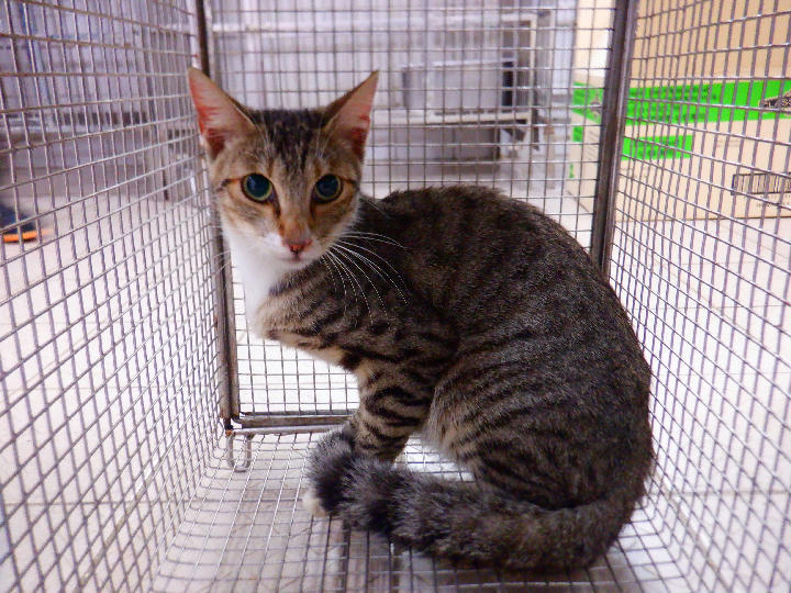HAAAG1150924C1 照片 1