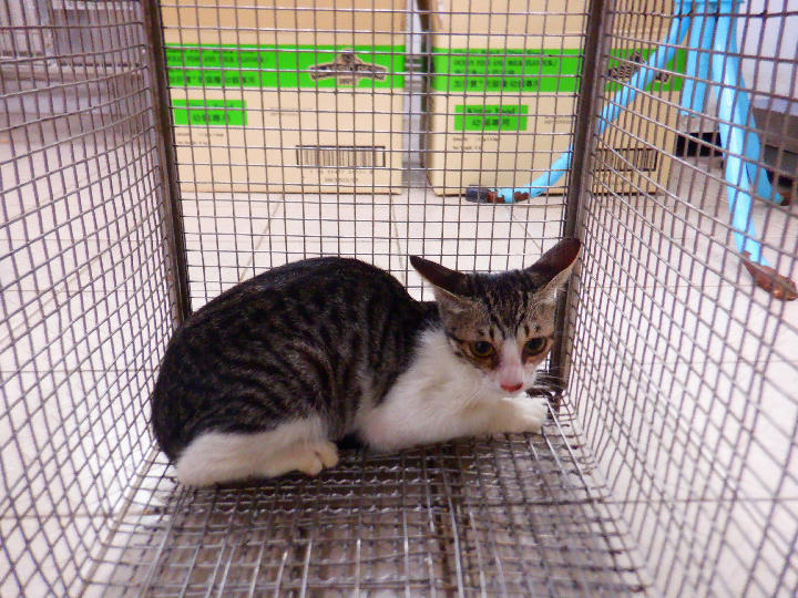 HAAAG1150924C3 照片 1