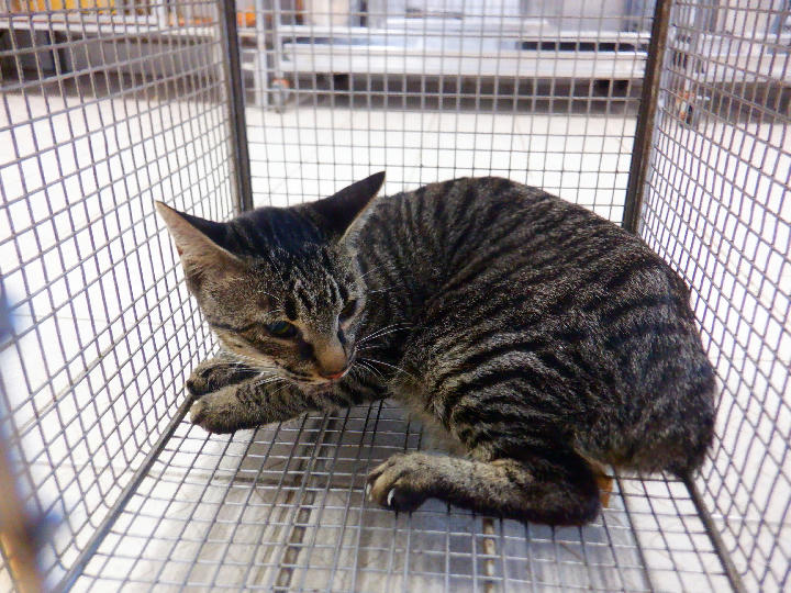 HAAAG1150929C2 照片 1