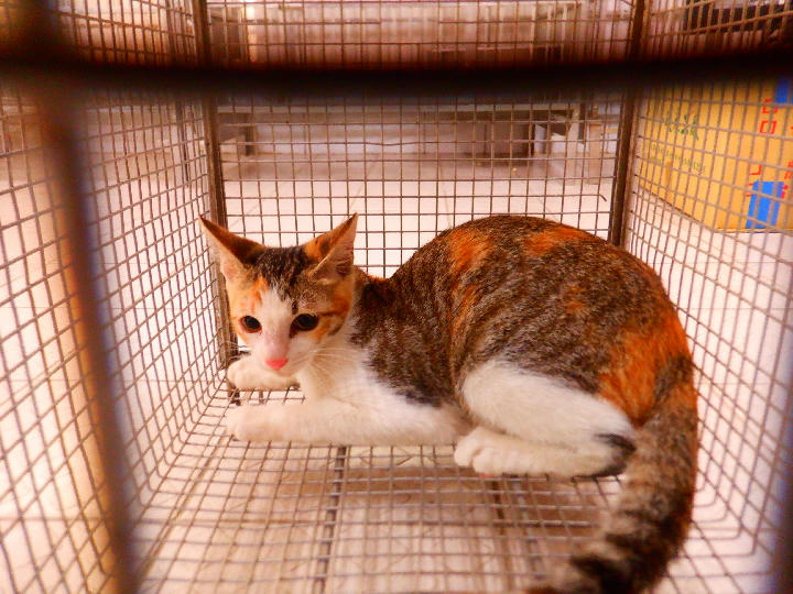 HAAAG1150929C6 照片 1