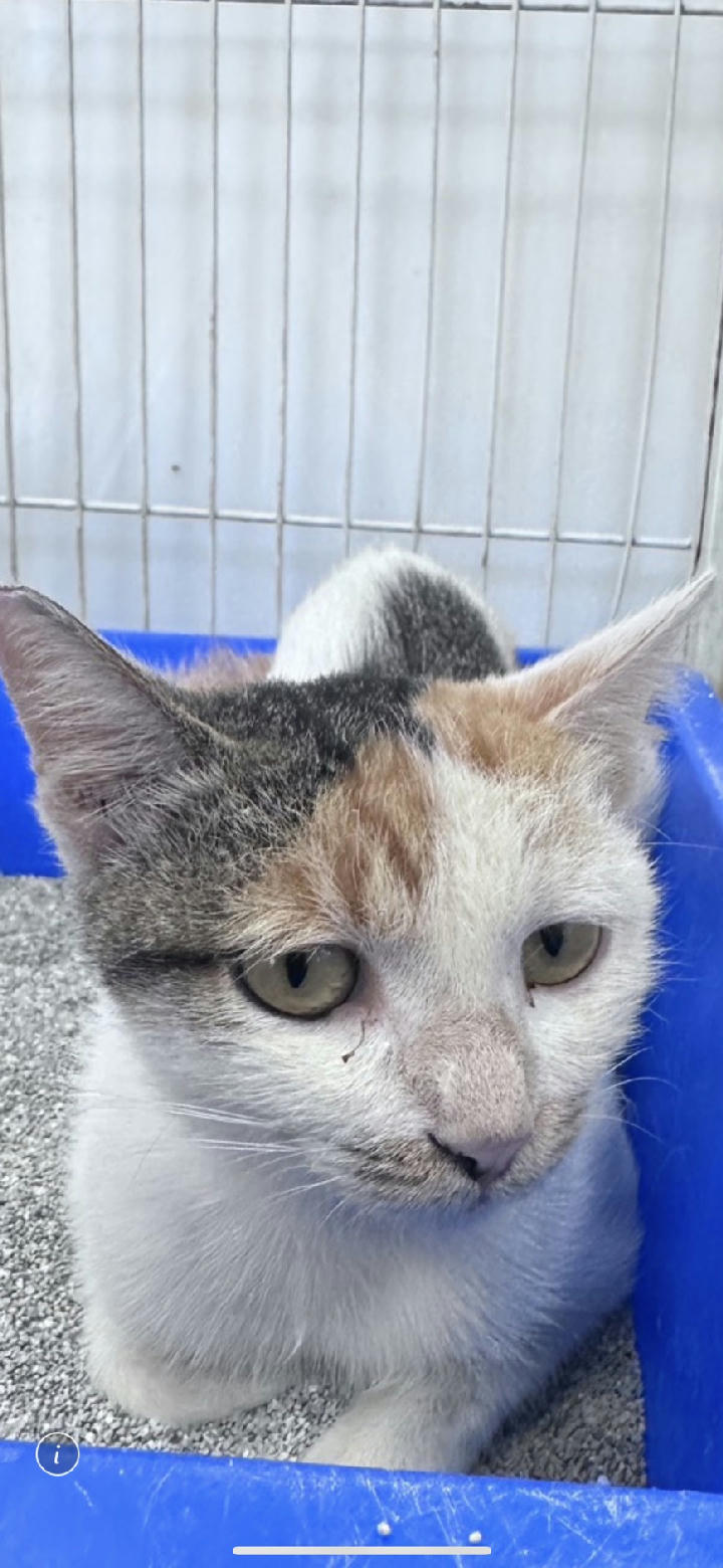 EAAAG1151002001 照片 1