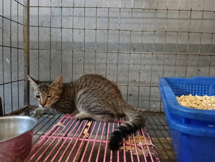 RAAAG1151005005 照片 1