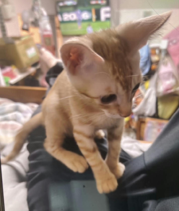 AAAHG1151007003 照片 1